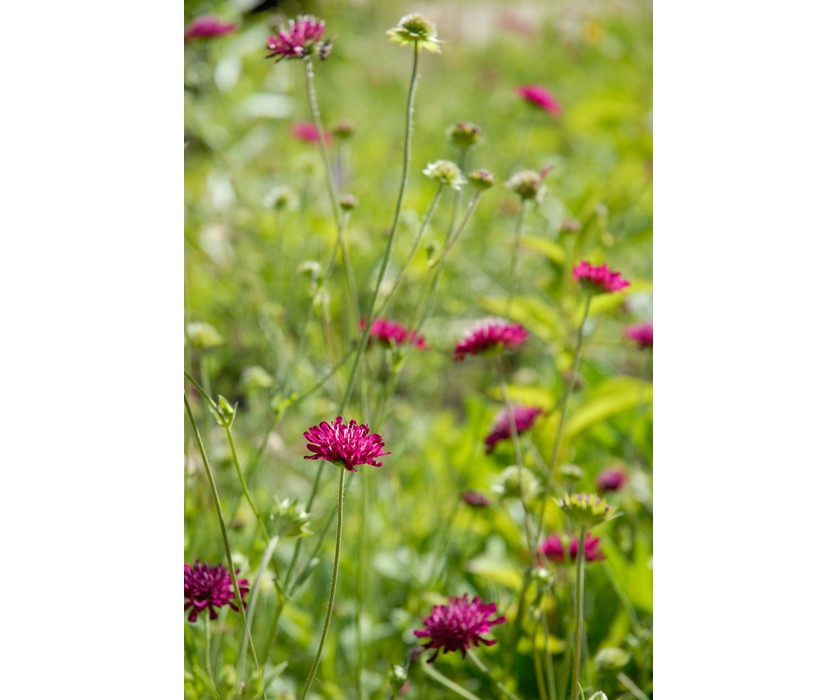 Knautia